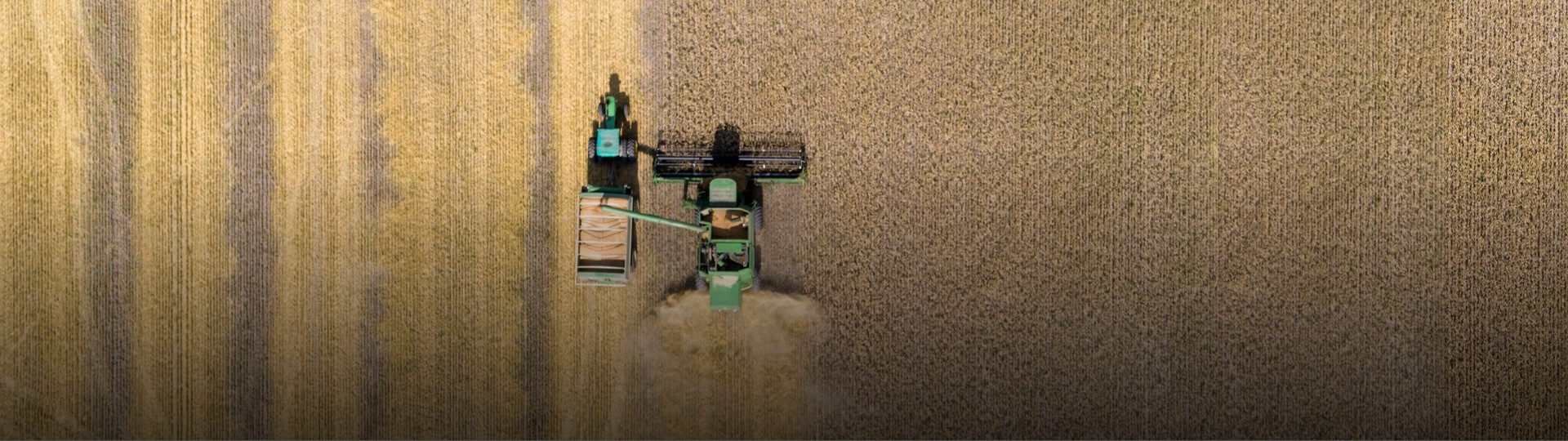Argentina povolila geneticky modifikovanou pšenici HB4