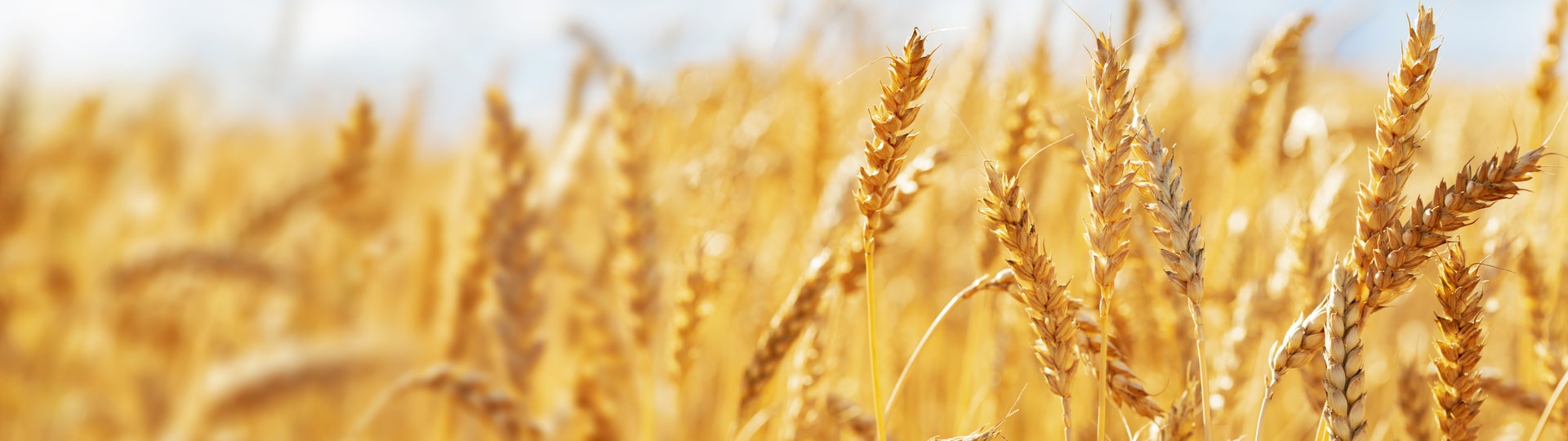 Indie může změnit světový obchod s pšenicí